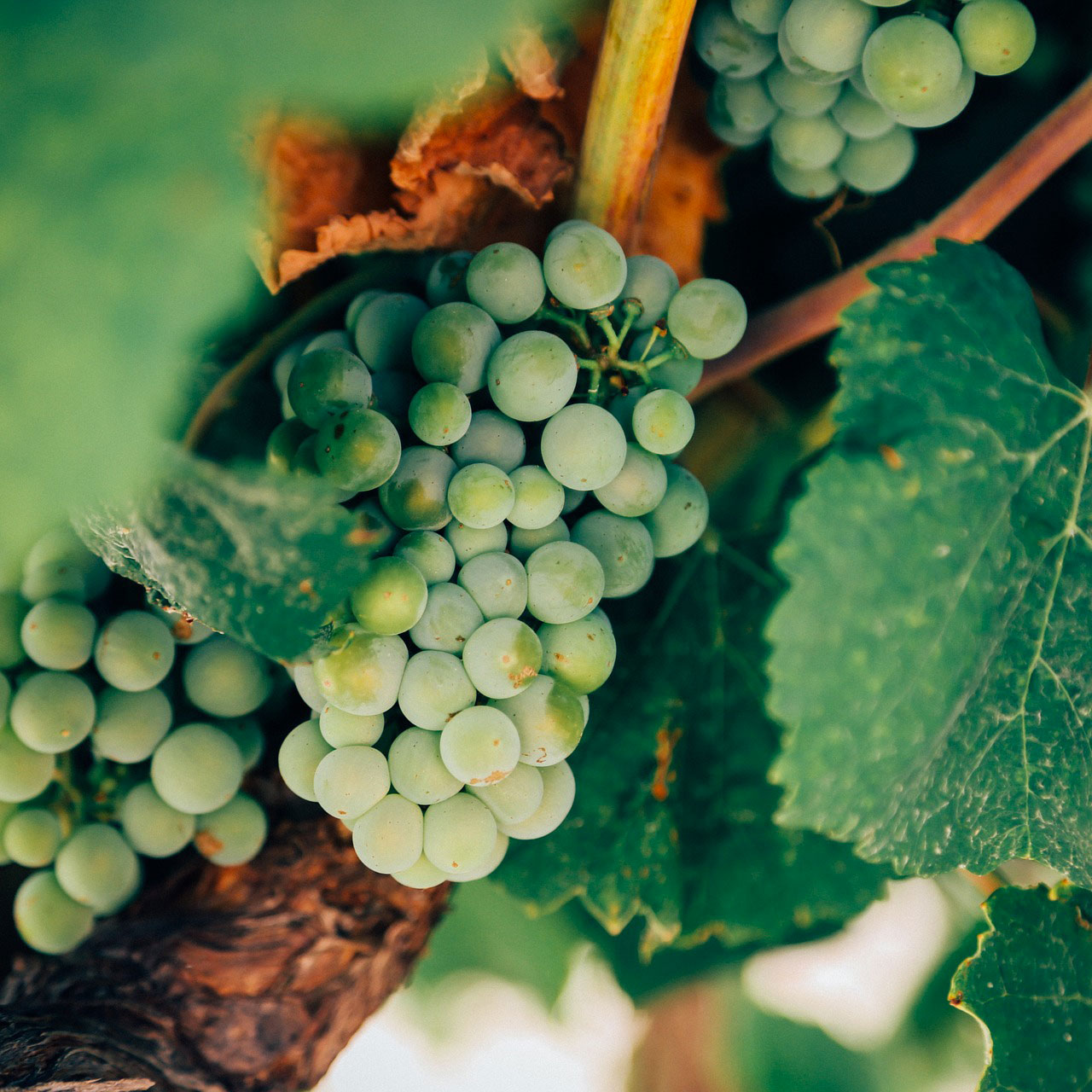 Fête des vendanges