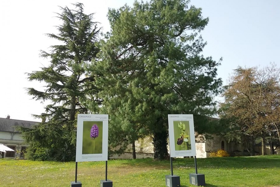 Dans les hautes herbes, des orchidées !