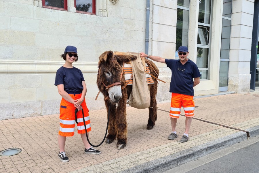 Des ânes dans la Ville