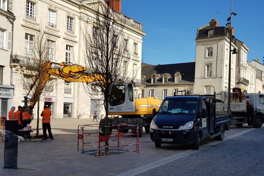 Des arbres place de la Bilange