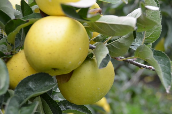 Des produits locaux dans les assiettes des écoliers saumurois