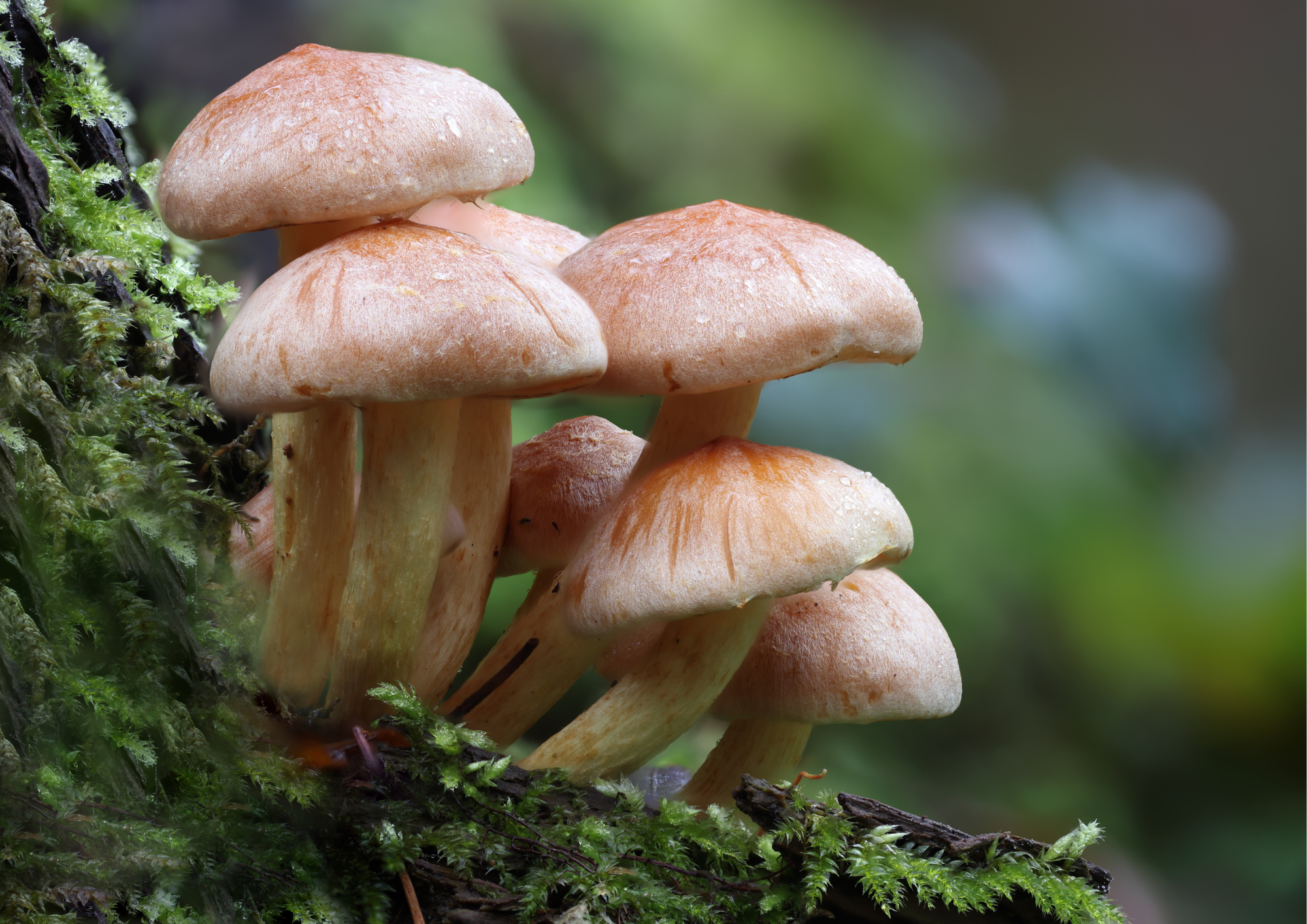 Les champignons dans tous leurs états