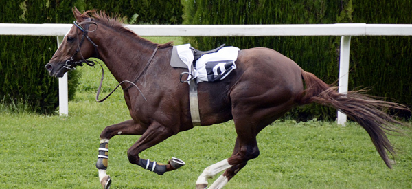 Une journée d'étude pour le cheval