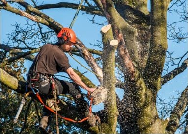 Travaux d'élagage du 28 février au 4 mars, avenue des Fusillés