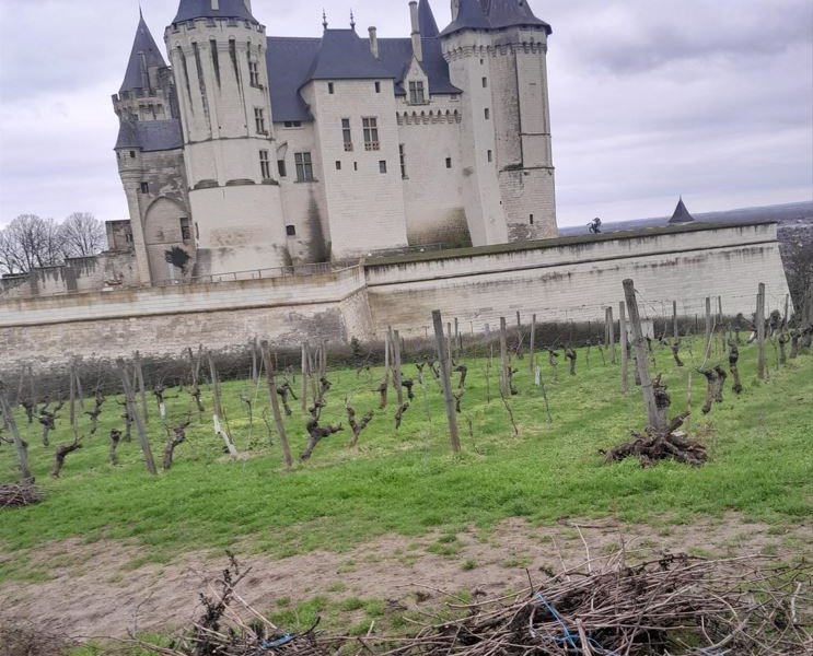 Vignes du Château de Saumur : des fagots de bois mis à disposition pour les saumurois