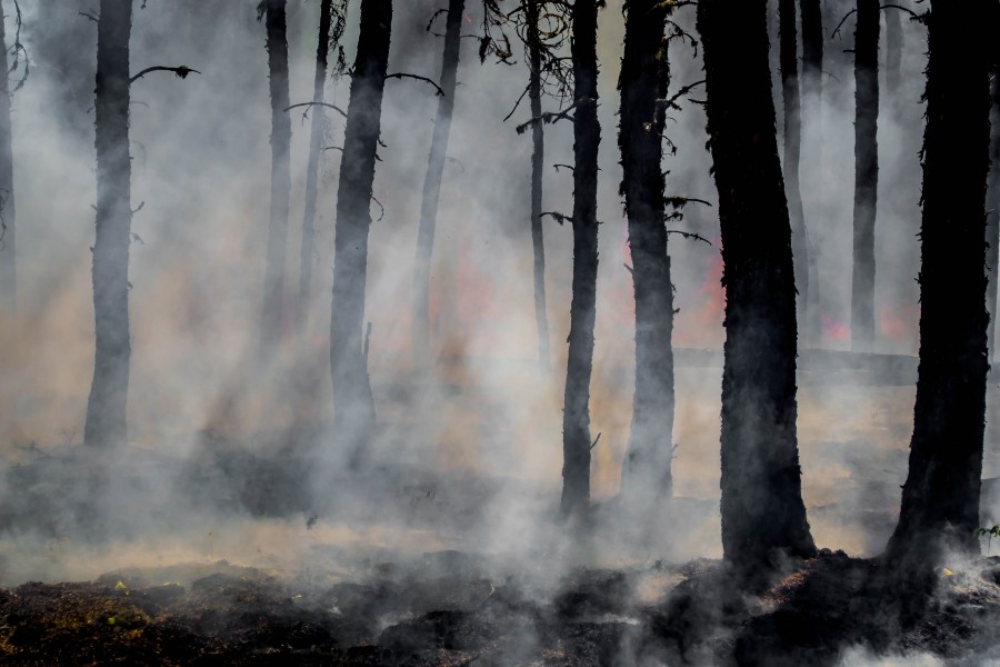 Arrêté préfectoral : Protection des bois et forêts