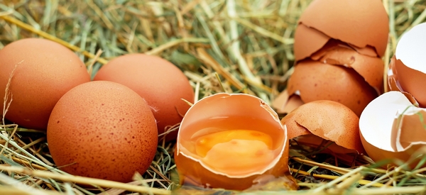 A Saumur, dans l'assiette de vos enfants, les œufs sont BIO